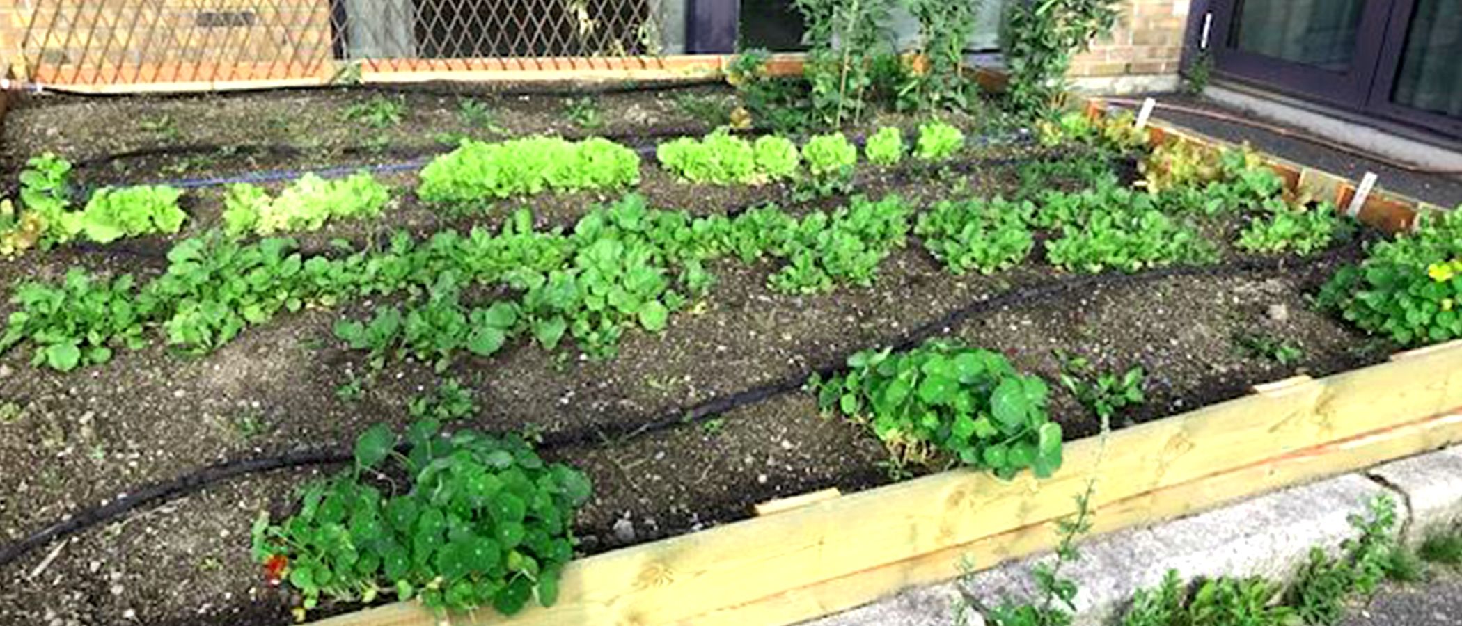 jord og planter i kjøkkenhage