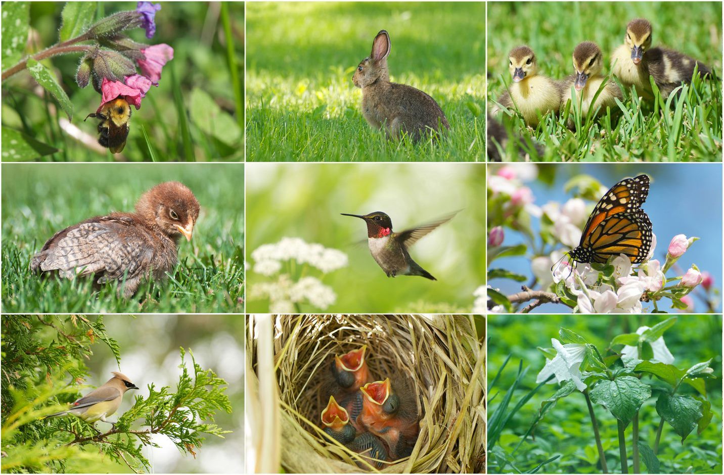 Bildekollasj av ni ulike natur- dyrebilder.