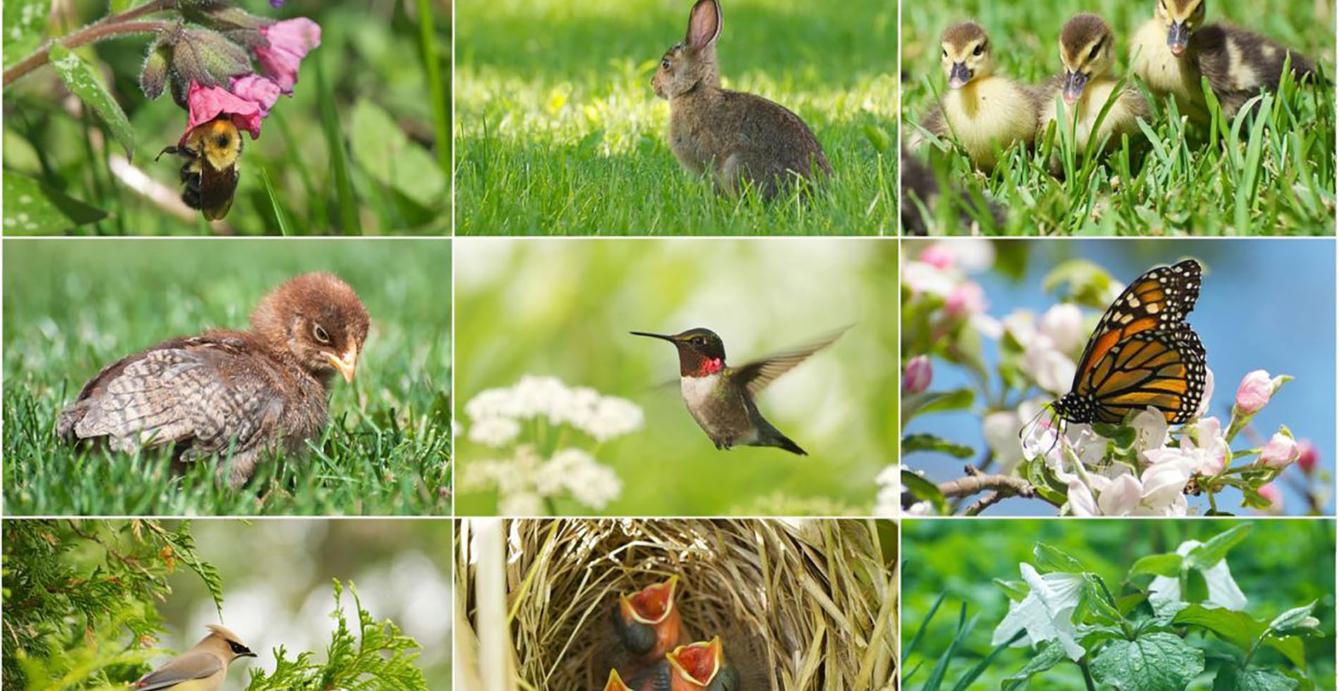 Bildekollasj av ni ulike natur- dyrebilder.